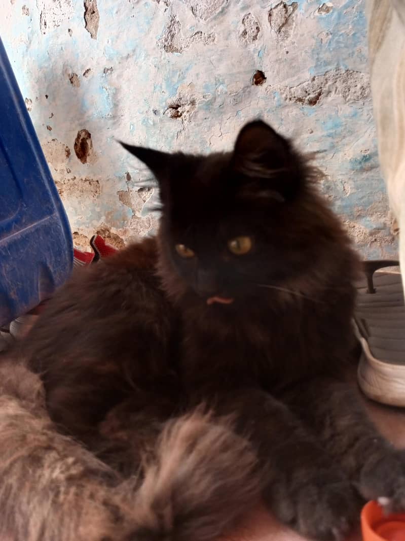 Cat for sell 3