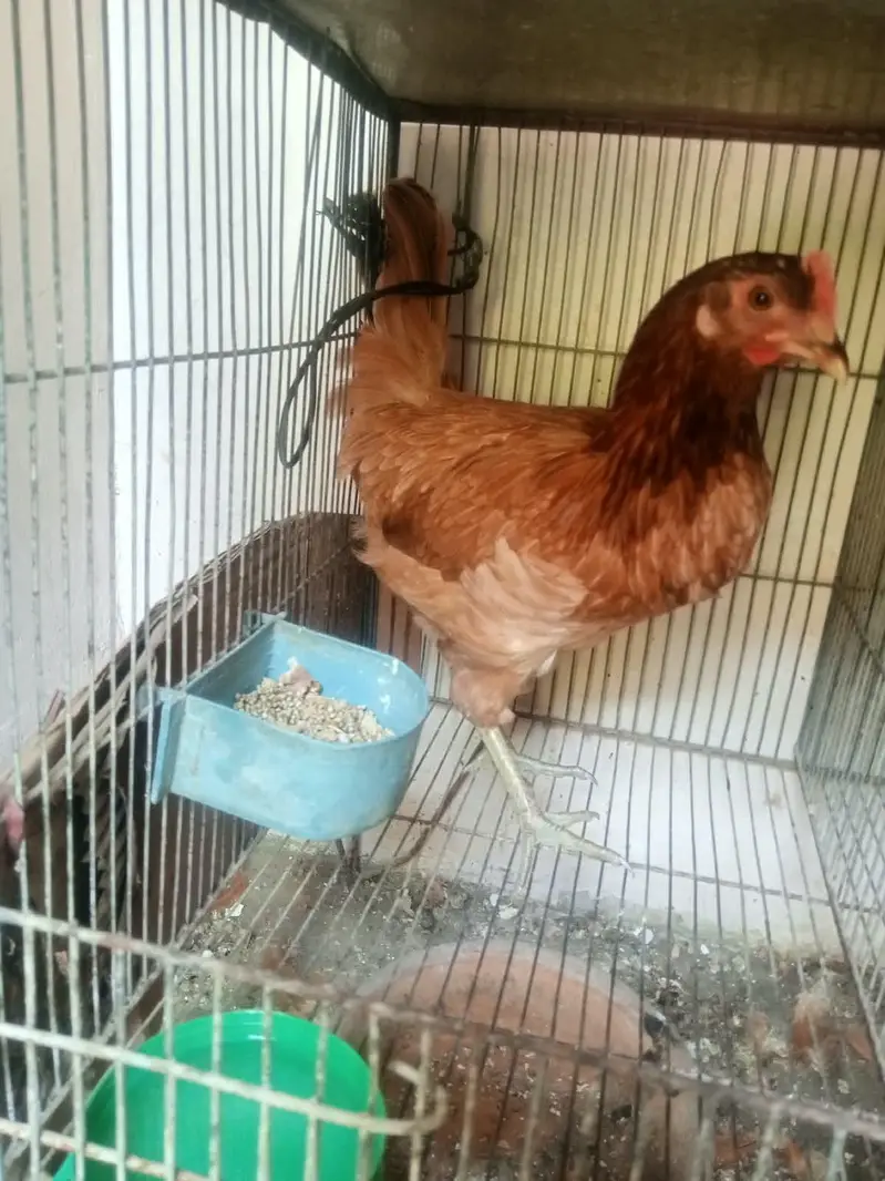 female desi — photo 2