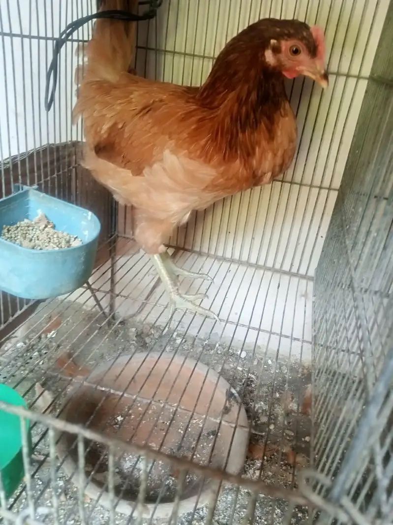 female desi — photo 3