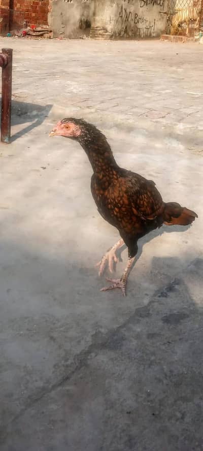 Aseel murgi for Sale