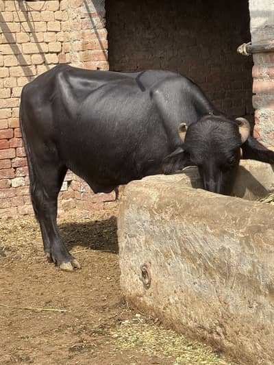 Kata for sale 2.5 saal ka monasab keemat