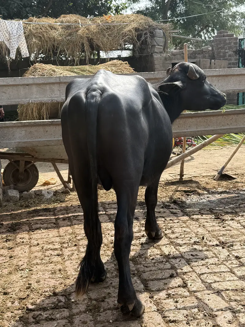 Kata for sale 2.5 saal ka monasab keemat — photo 2