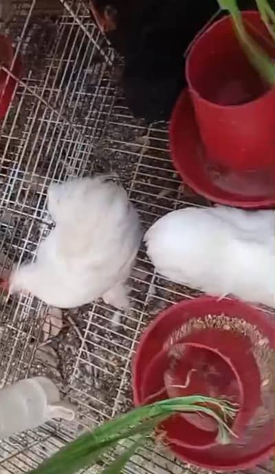 white black coco bantum silki pair  available