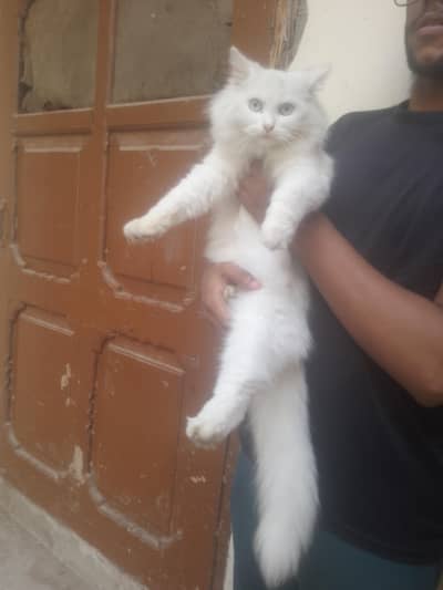 Persian cats for sale