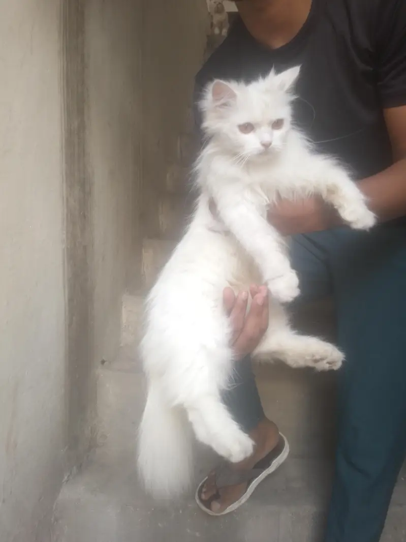 Persian cats for sale — photo 2