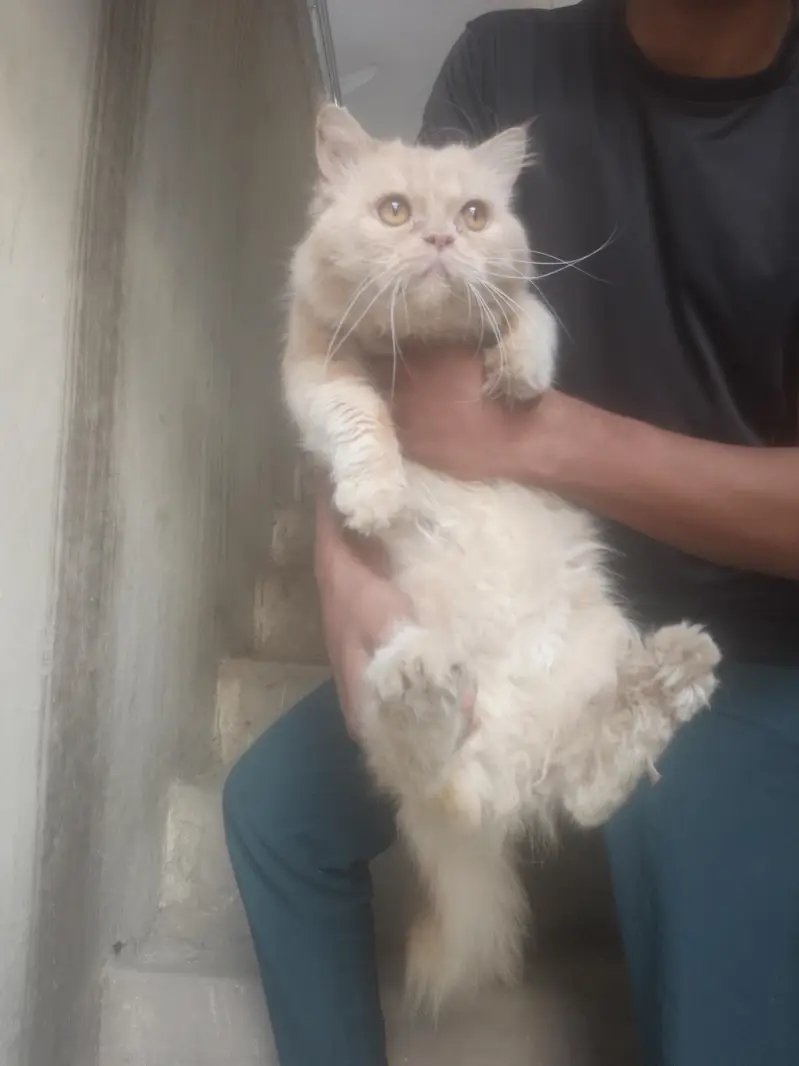 Persian cats for sale — photo 3