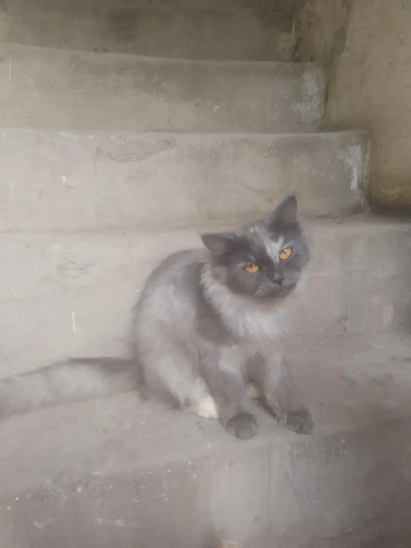 Persian cats for sale — photo 4
