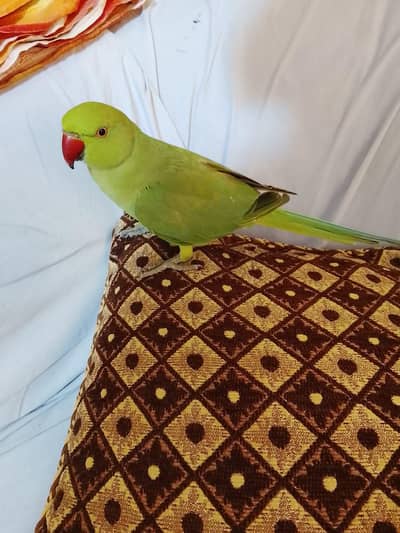urjent sale. hand tame,friendly,zero bite ringneck(desdripton) dekhen