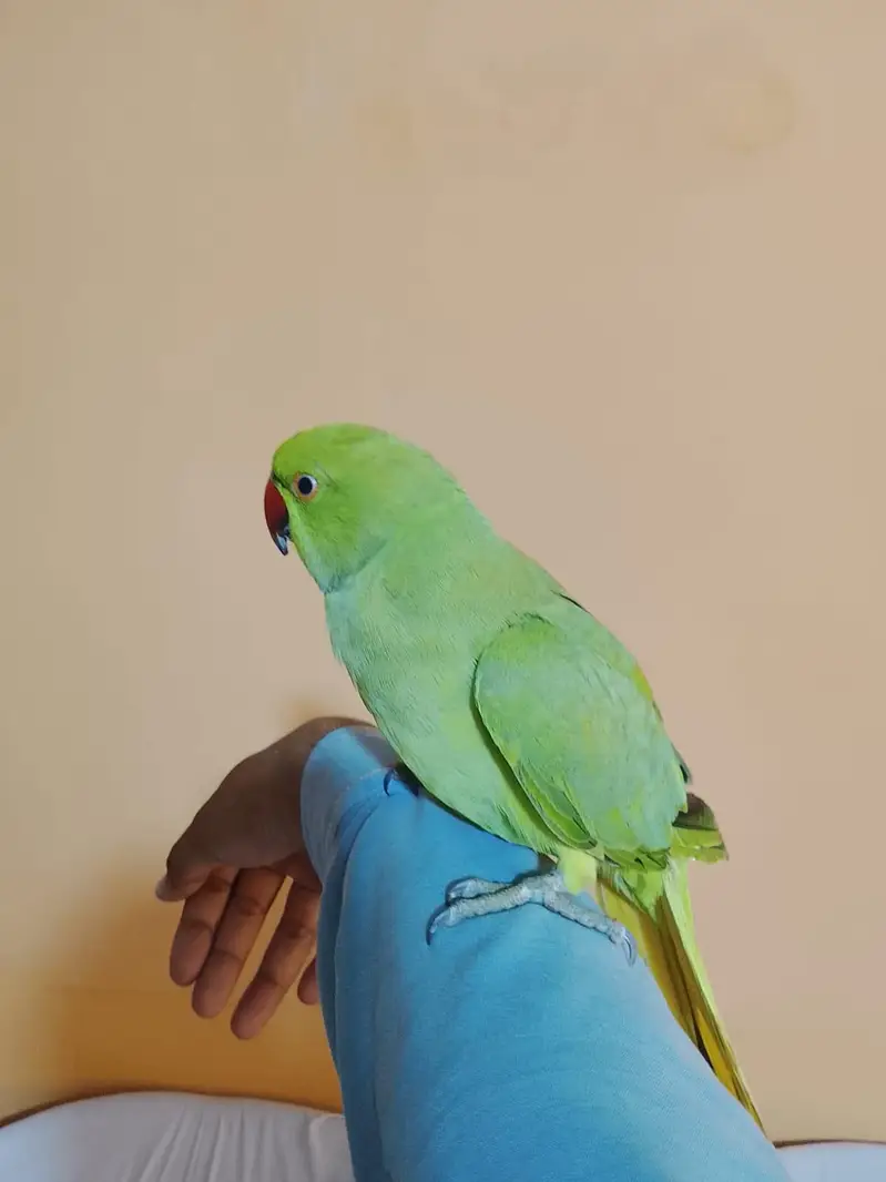 urjent sale. hand tame,friendly,zero bite ringneck(desdripton) dekhen — photo 2