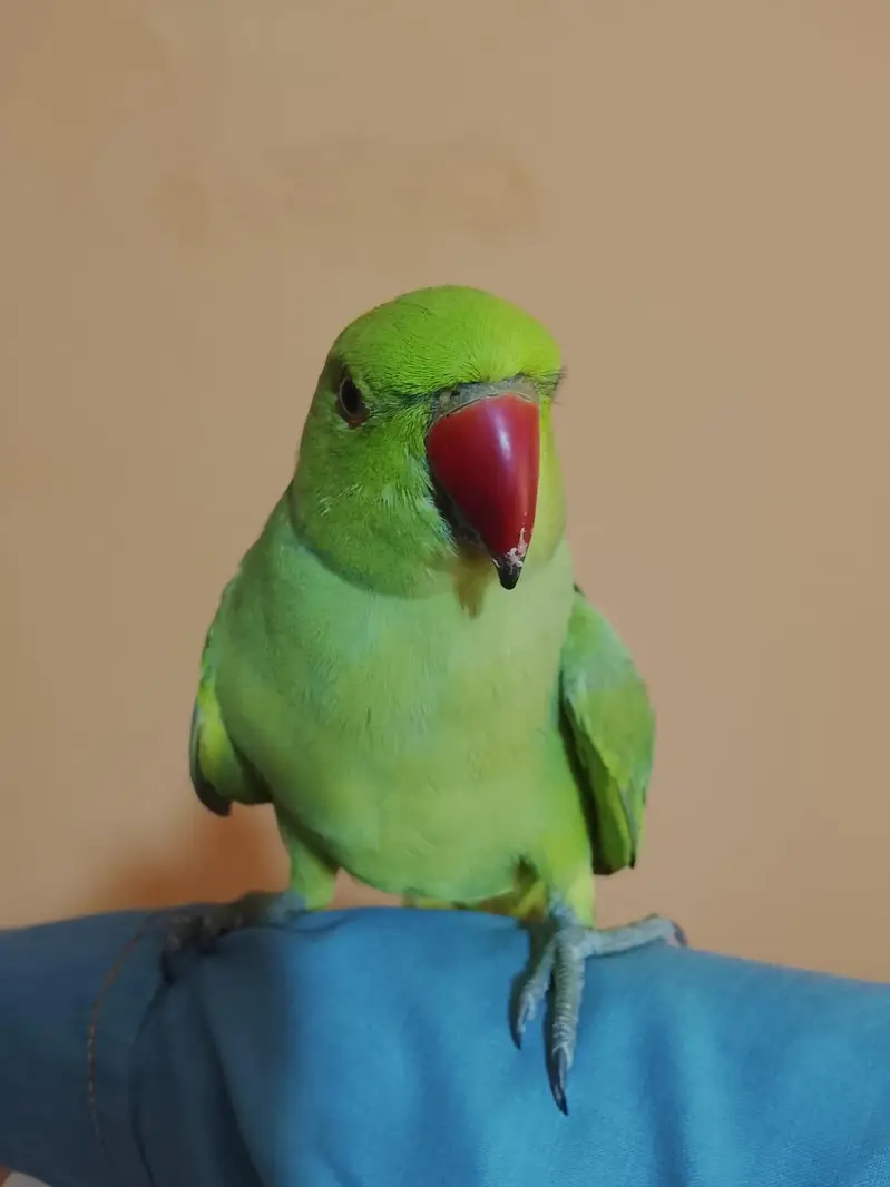 urjent sale. hand tame,friendly,zero bite ringneck(desdripton) dekhen — photo 3