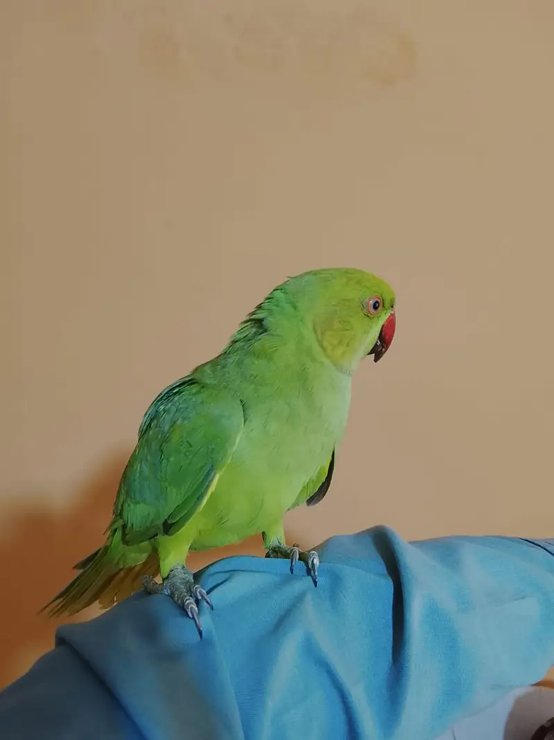 urjent sale. hand tame,friendly,zero bite ringneck(desdripton) dekhen — photo 4