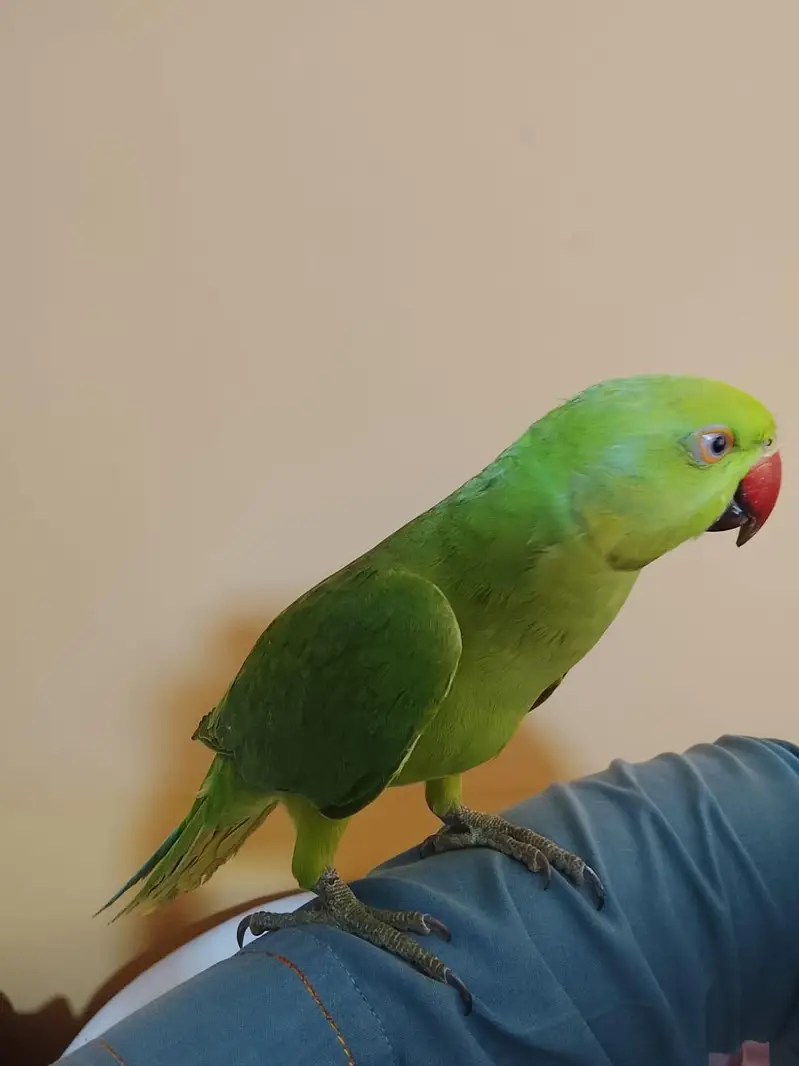 urjent sale. hand tame,friendly,zero bite ringneck(desdripton) dekhen — photo 5