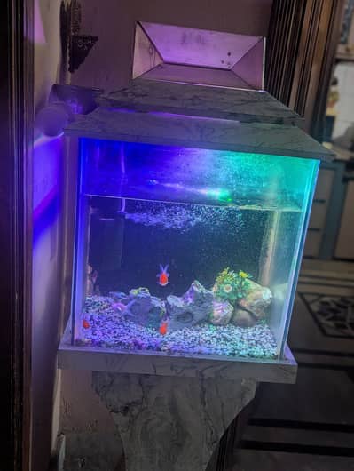 Complete Local Aquarium Setup – Fish, Lights, Filter and decoration .