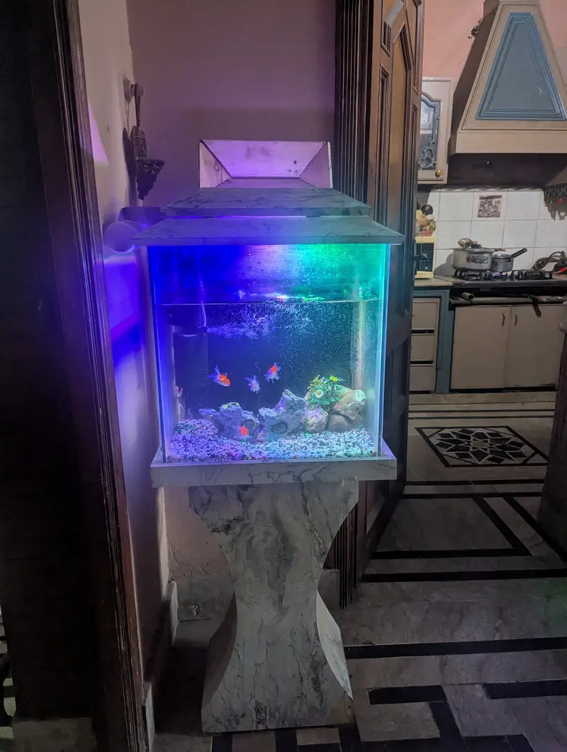 Complete Local Aquarium Setup – Fish, Lights, Filter and decoration . — photo 2