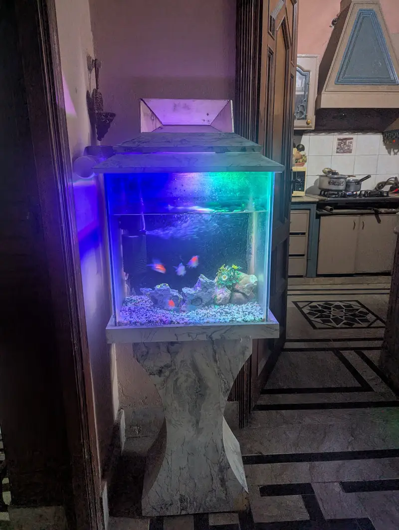 Complete Local Aquarium Setup – Fish, Lights, Filter and decoration . — photo 3