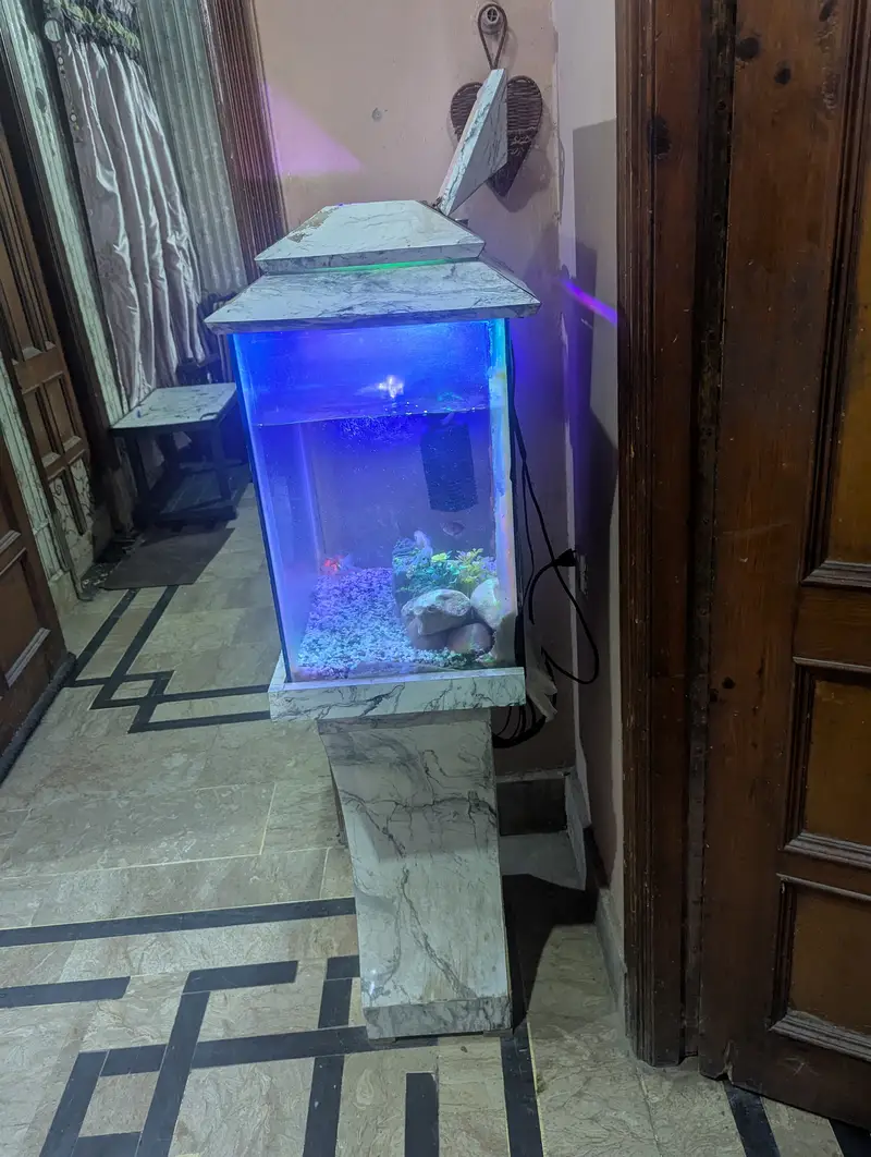 Complete Local Aquarium Setup – Fish, Lights, Filter and decoration . — photo 4