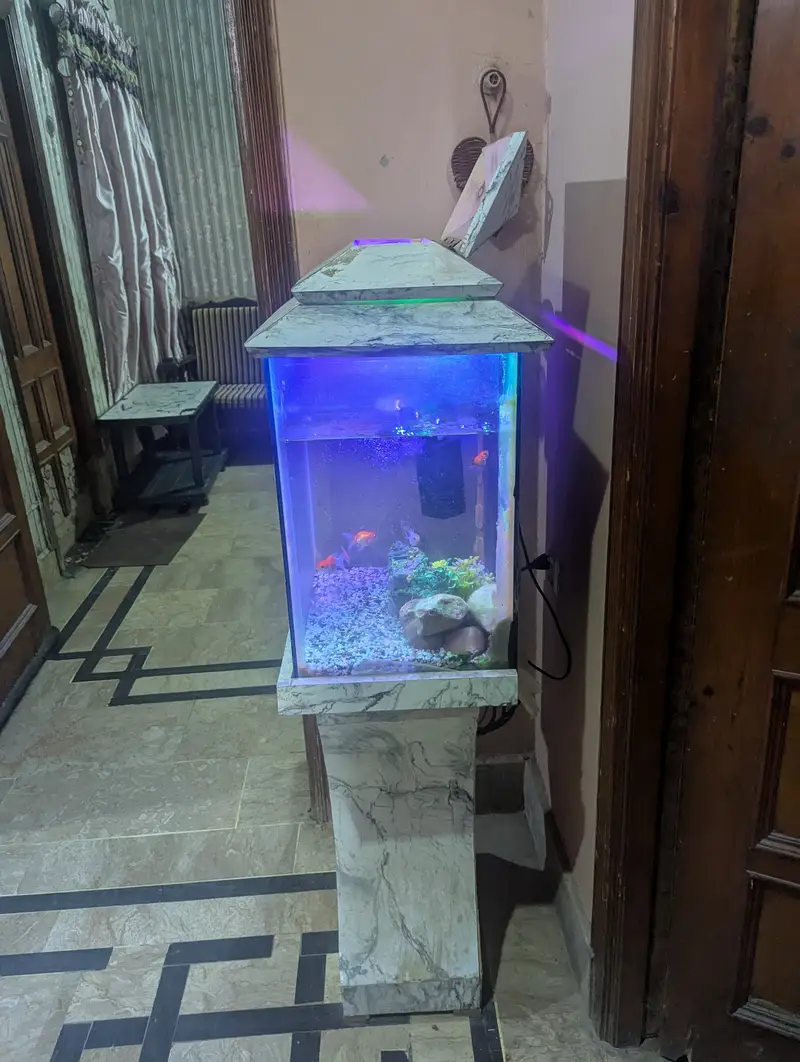 Complete Local Aquarium Setup – Fish, Lights, Filter and decoration . — photo 5