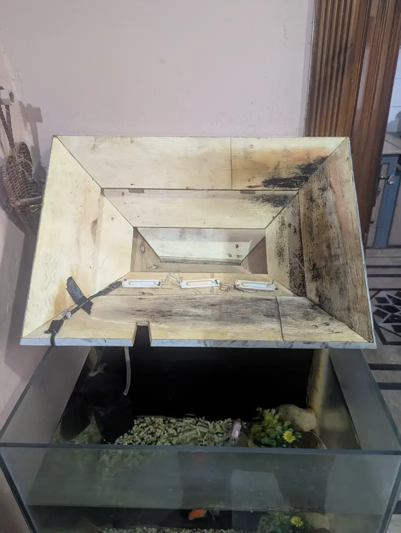 Complete Local Aquarium Setup – Fish, Lights, Filter and decoration . — photo 6
