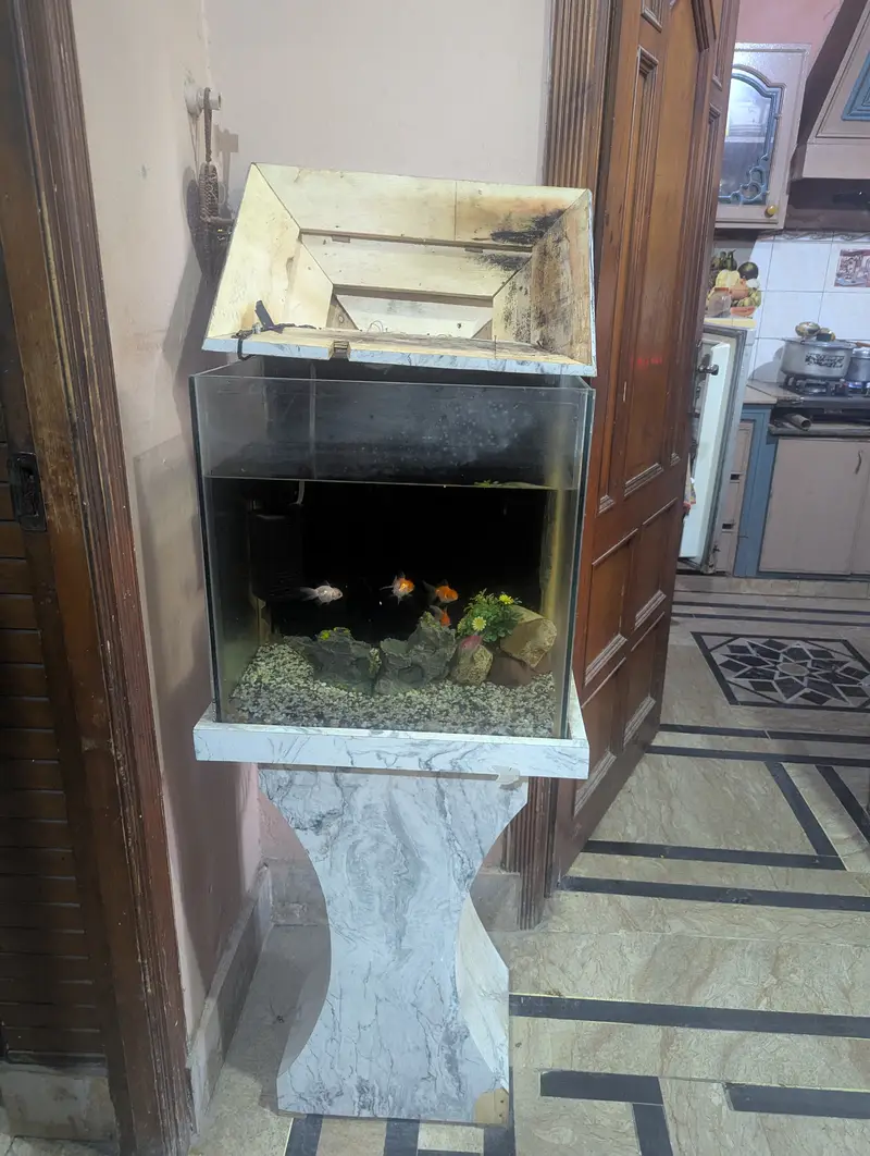 Complete Local Aquarium Setup – Fish, Lights, Filter and decoration . — photo 7