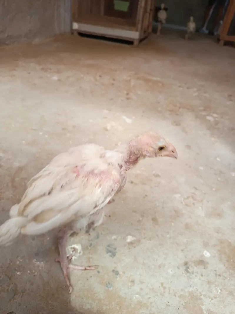 Aseel Heera chicks — photo 2