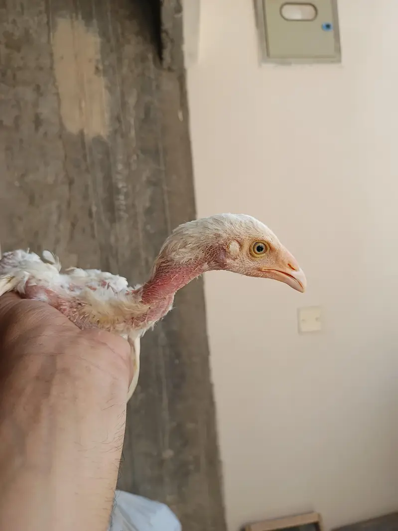 Aseel Heera chicks — photo 3