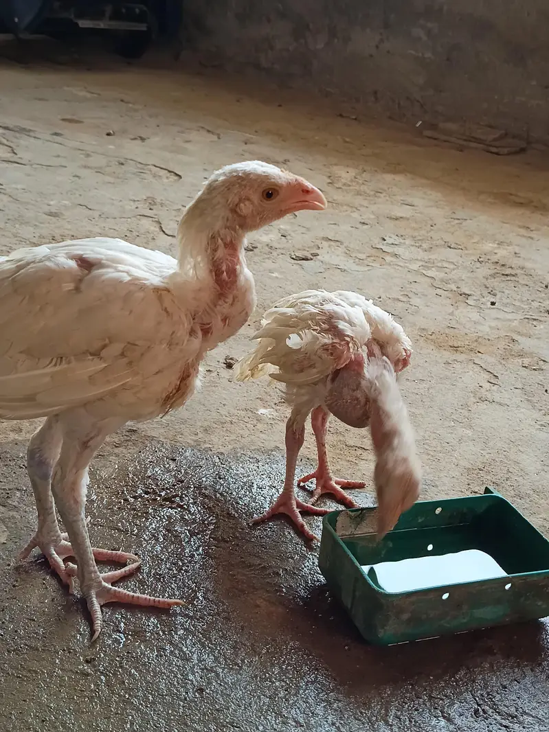 Aseel Heera chicks — photo 4