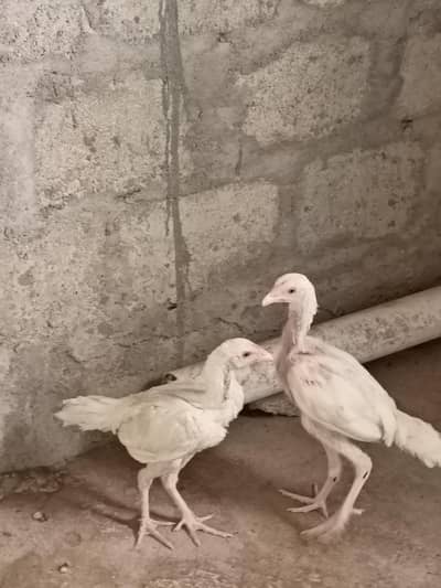 Aseel Heera chicks