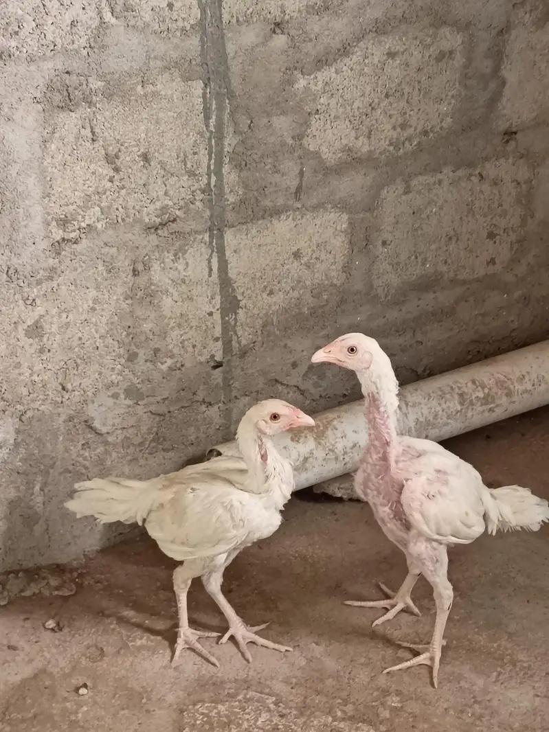 Aseel Heera chicks — photo 5