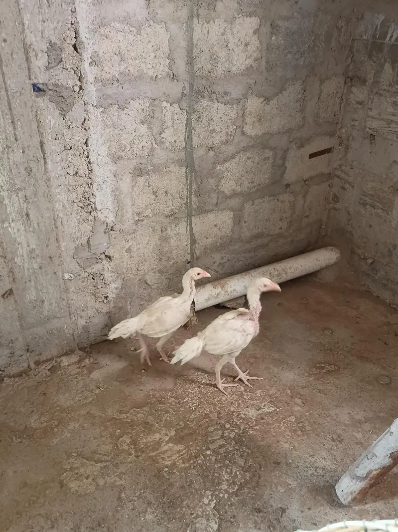 Aseel Heera chicks — photo 6