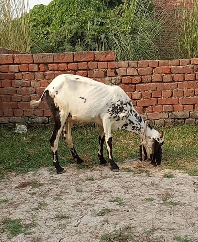 one goat. . . aik Desi bakri doodh aik kg 2mah ki guban