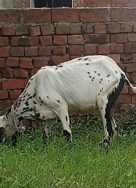 one goat. . . aik Desi bakri doodh aik kg 2mah ki guban — photo 2