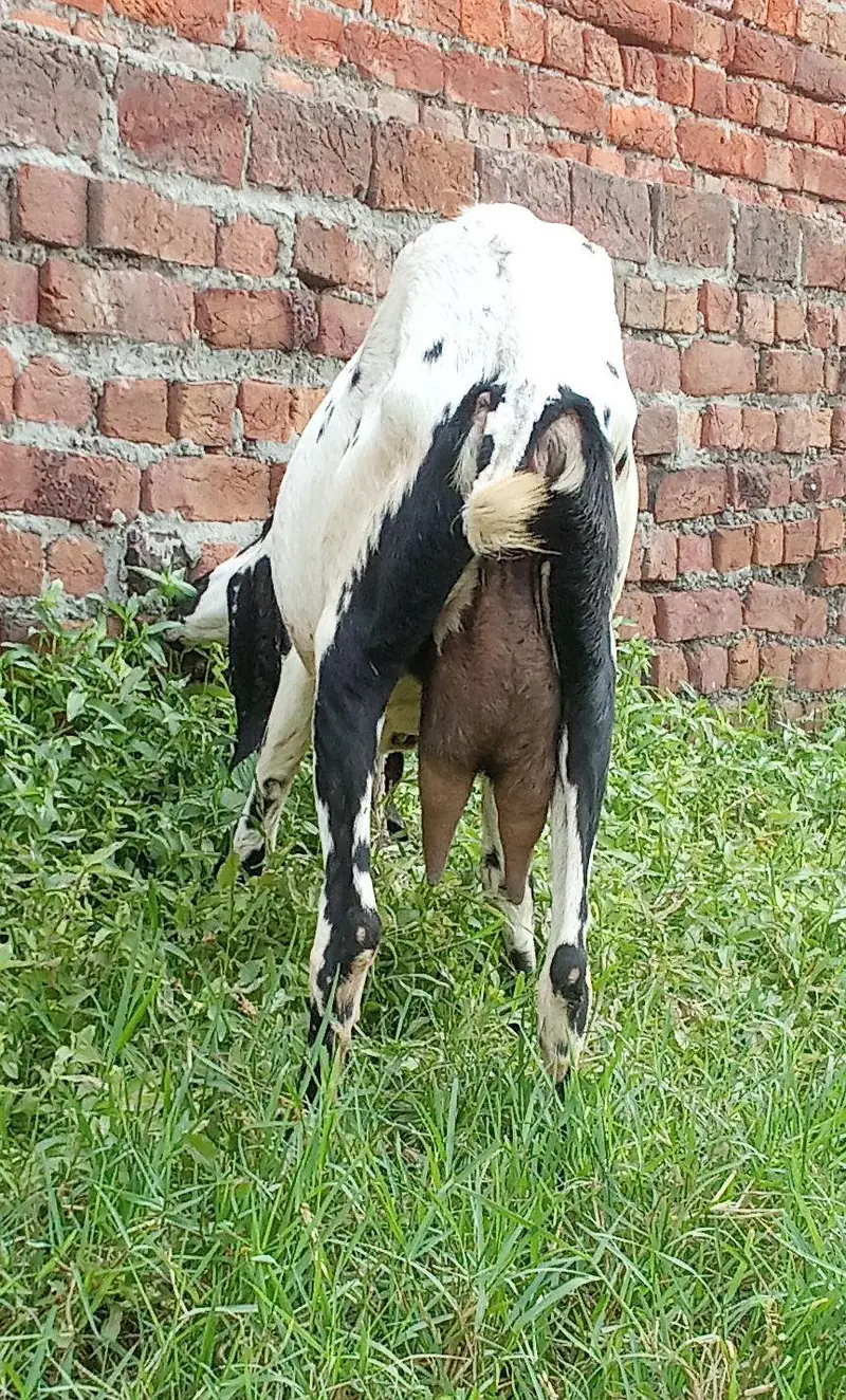 one goat. . . aik Desi bakri doodh aik kg 2mah ki guban — photo 3