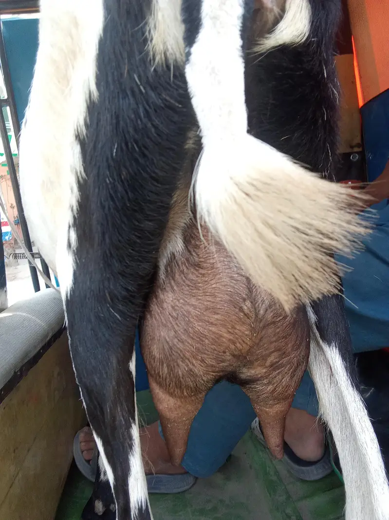 one goat. . . aik Desi bakri doodh aik kg 2mah ki guban — photo 4