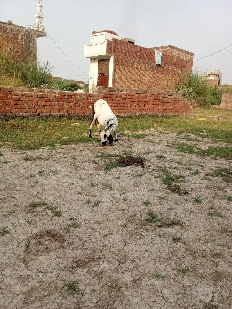 one goat. . . aik Desi bakri doodh aik kg 2mah ki guban — photo 5