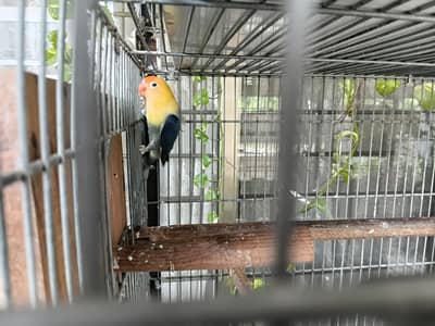 Prablue  opline quality female