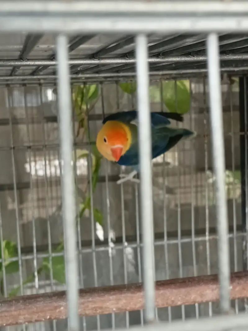 Prablue  opline quality female — photo 3