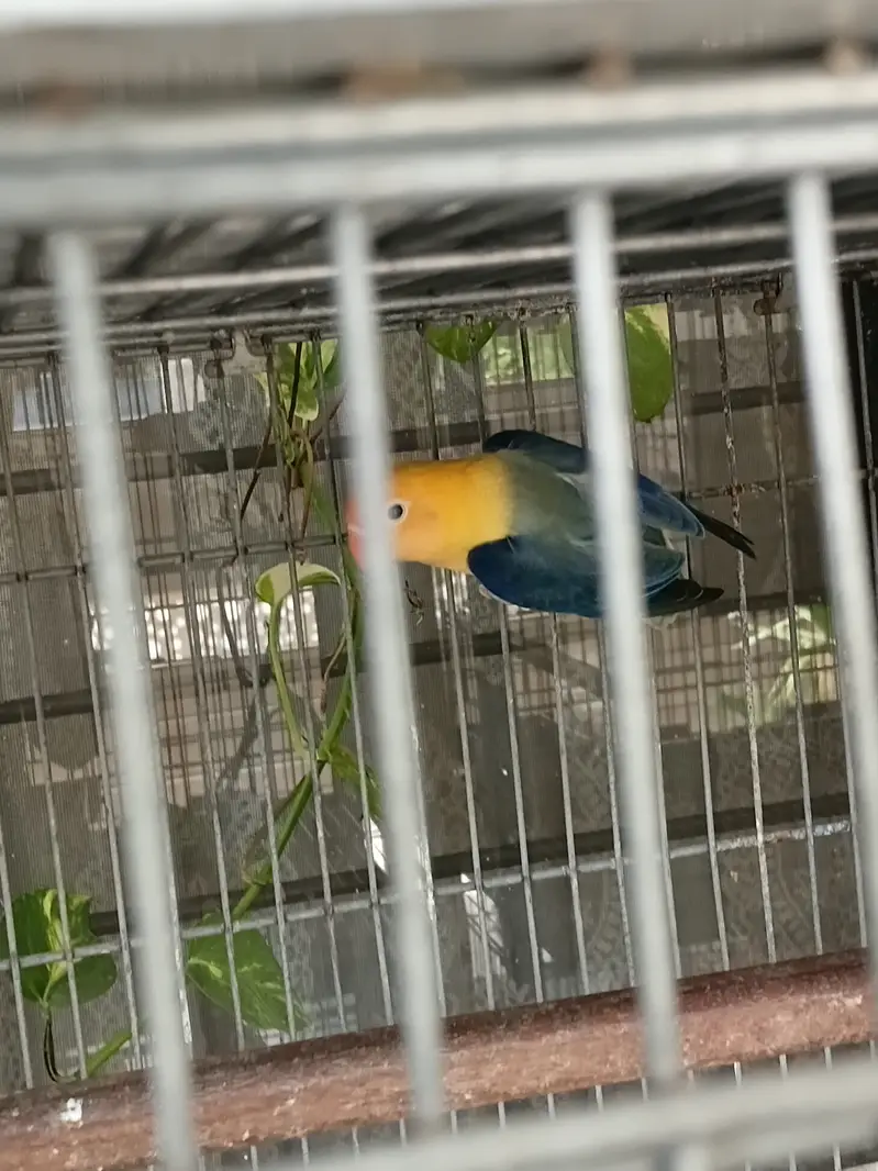 Prablue  opline quality female — photo 5