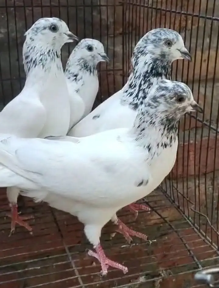 sialkoti pairs for sale — photo 6