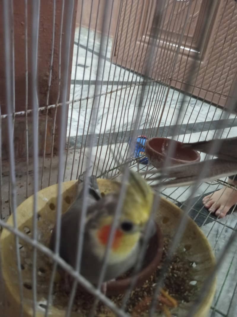 cutes 3