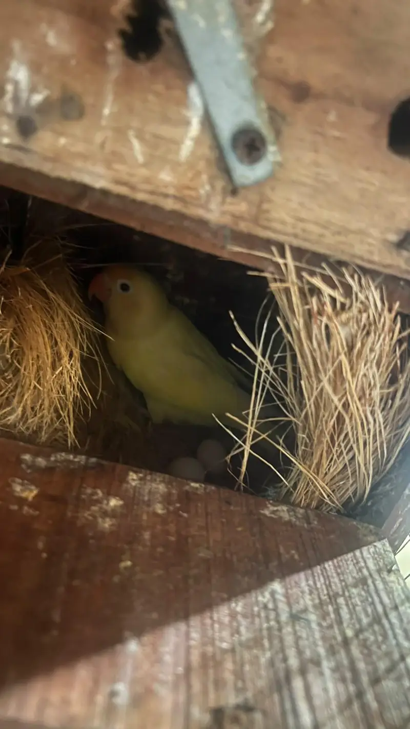 love birds breeder pair for sale with boxes and eggs — photo 7