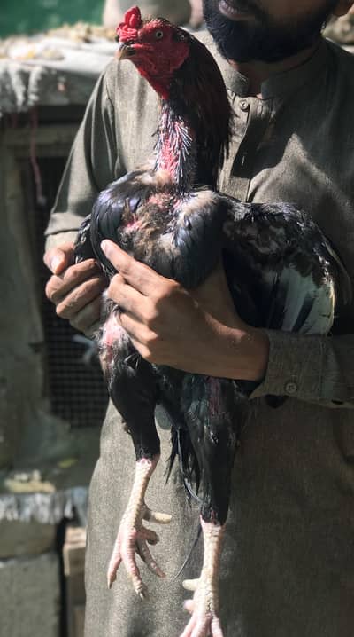 mushka Lakha Breeder