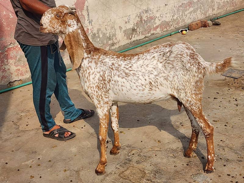 Bakri 0