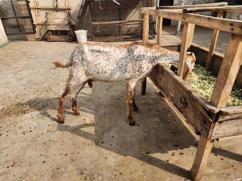 Bakri 1