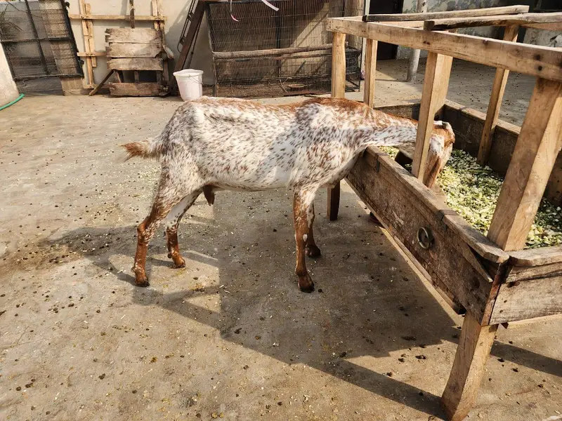 Bakri — photo 2