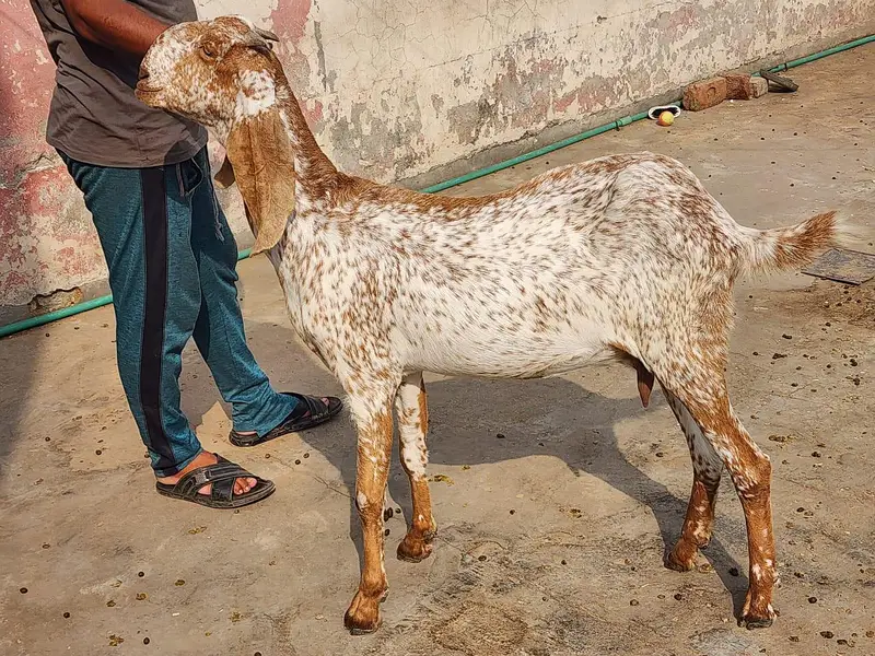 Bakri — photo 3
