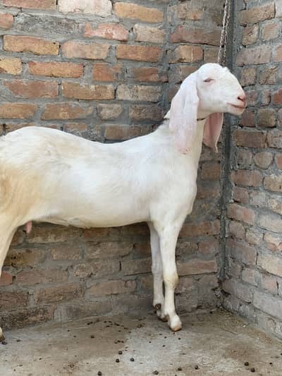 Rajanpuri cross bakri in reasonable price
