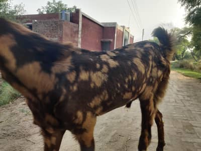 kamori nasal baredar bakra