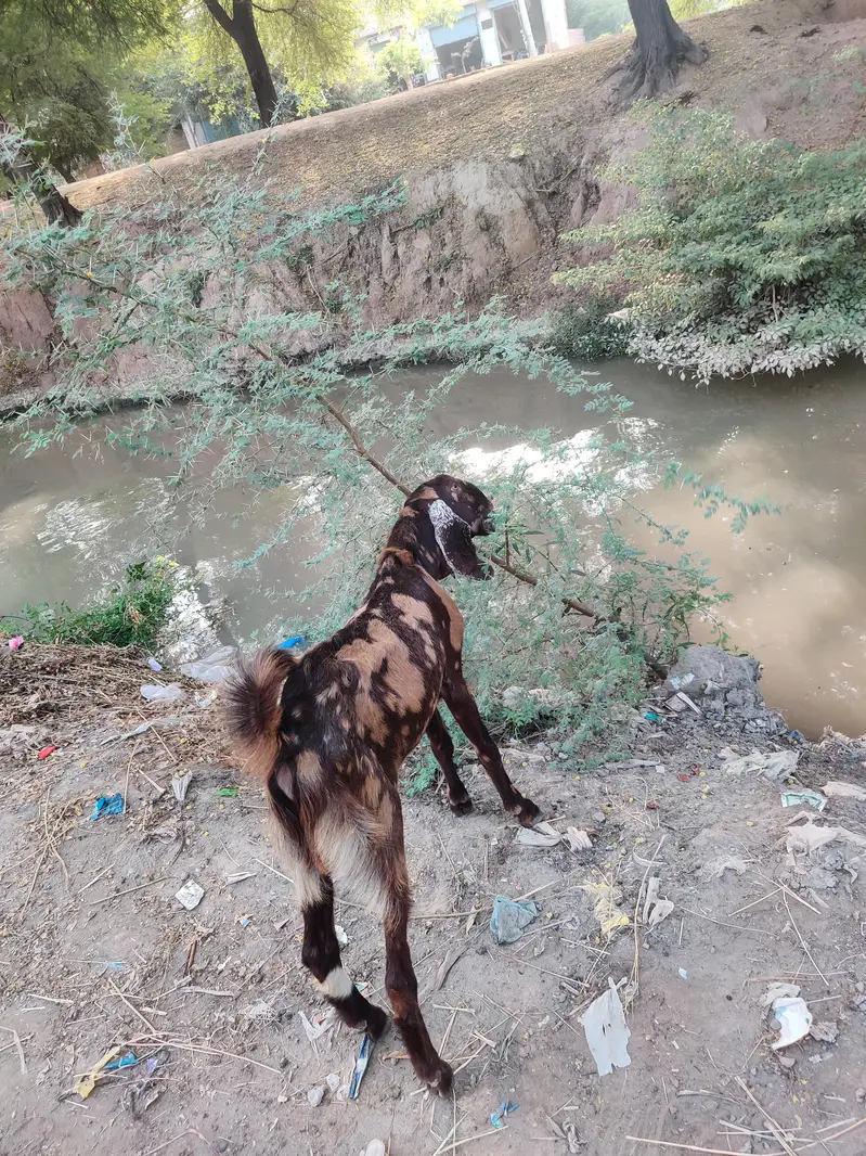 kamori nasal baredar bakra — photo 2