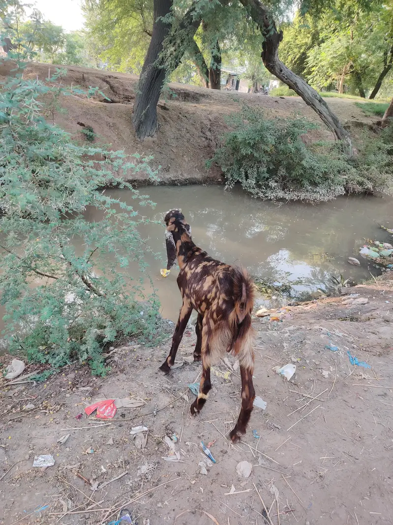 kamori nasal baredar bakra — photo 3