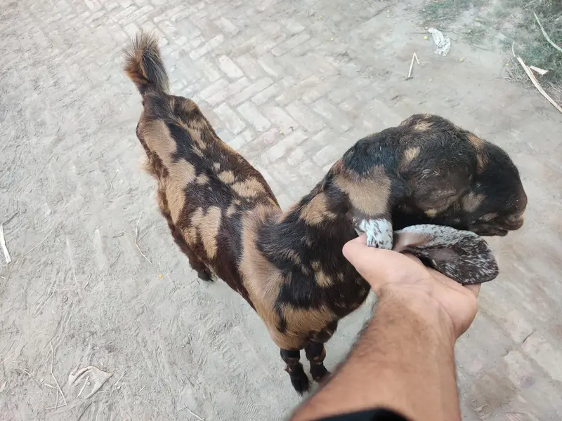 kamori nasal baredar bakra — photo 4